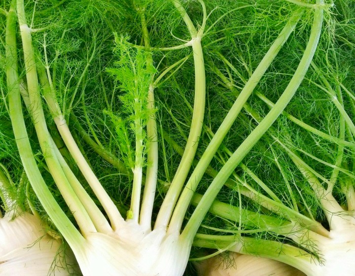 fennel