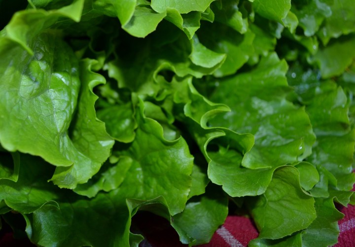 worden-farm-lettuce