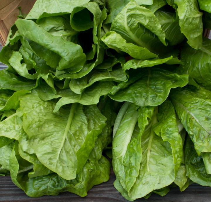 worden-farm-csa-crops-3986