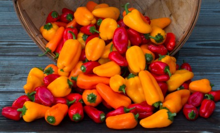 worden-farm-csa-crops-4011