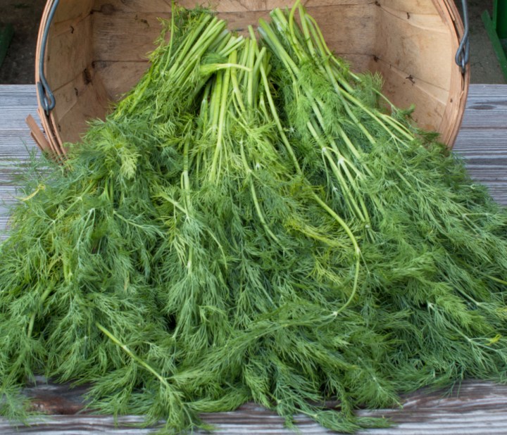 worden-farm-csa-crops-4260