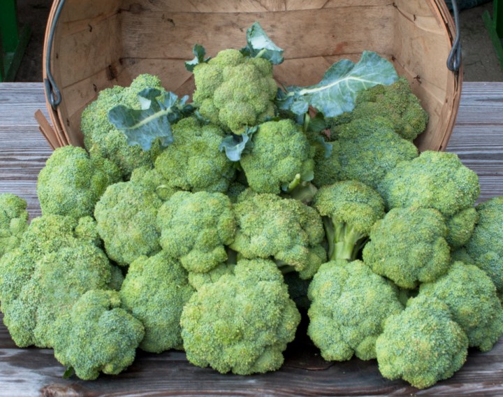 worden-farm-csa-crops-4274